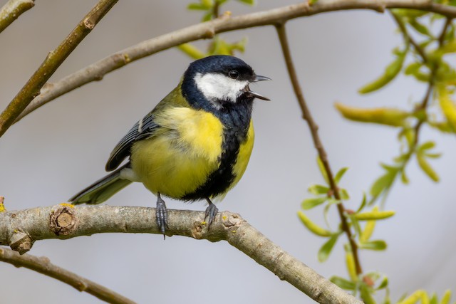 Adult Great Tit (subspecies <em class="SciName notranslate">major</em>). - Great Tit (Great) - 