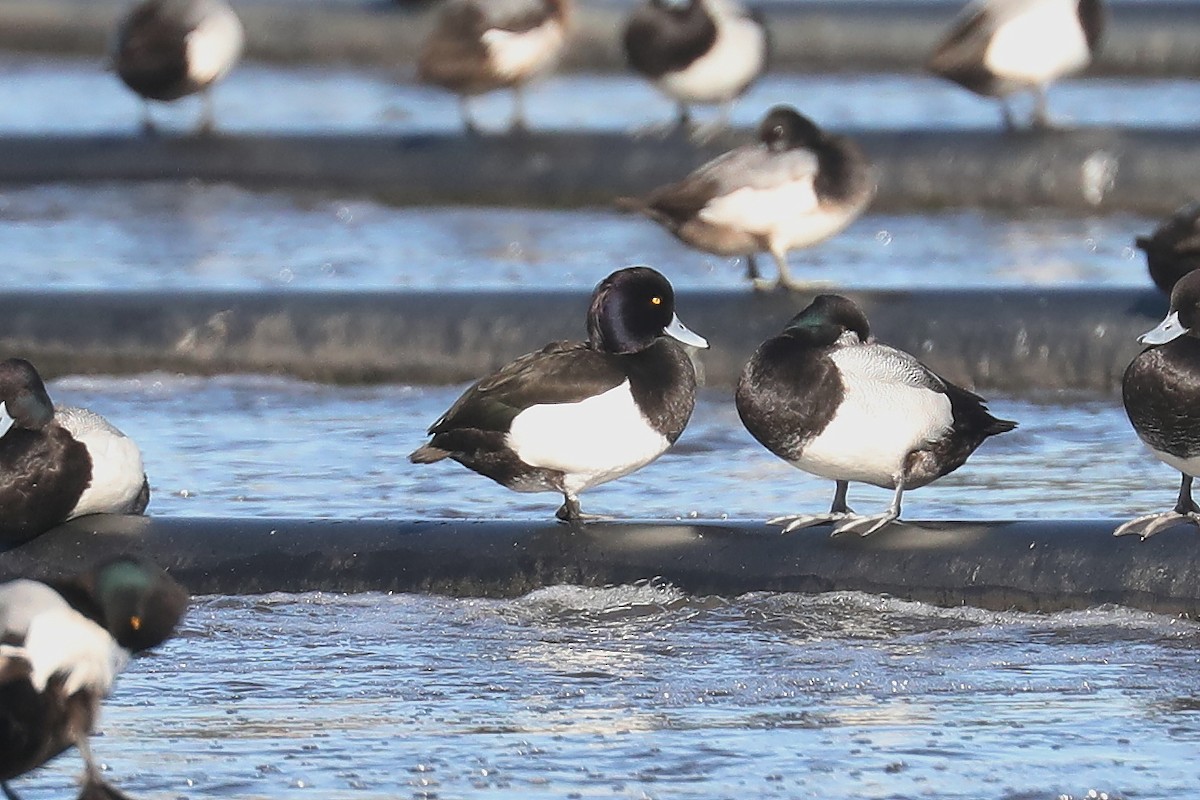 Tufted Duck - ML616651790