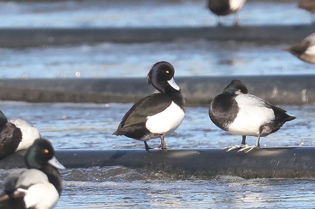 Tufted Duck - ML616651799
