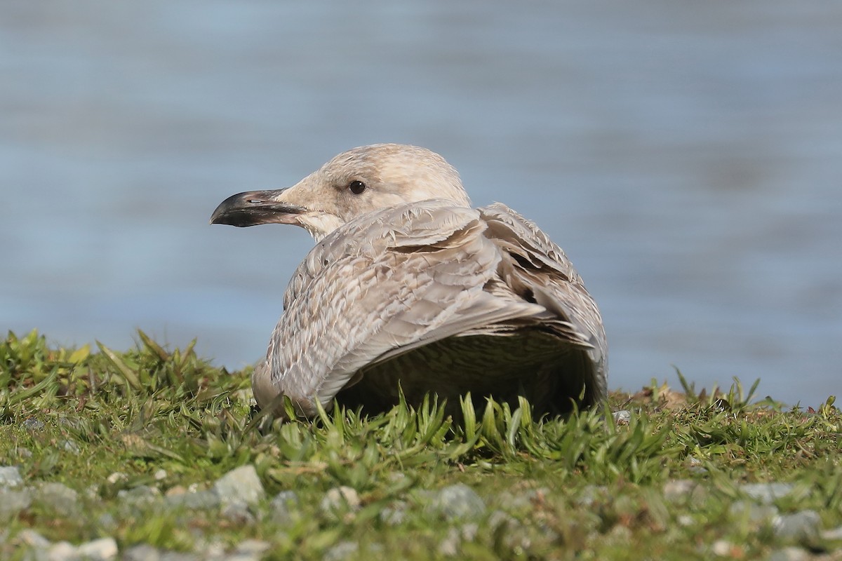 Glaucous-winged Gull - Peter Kyne
