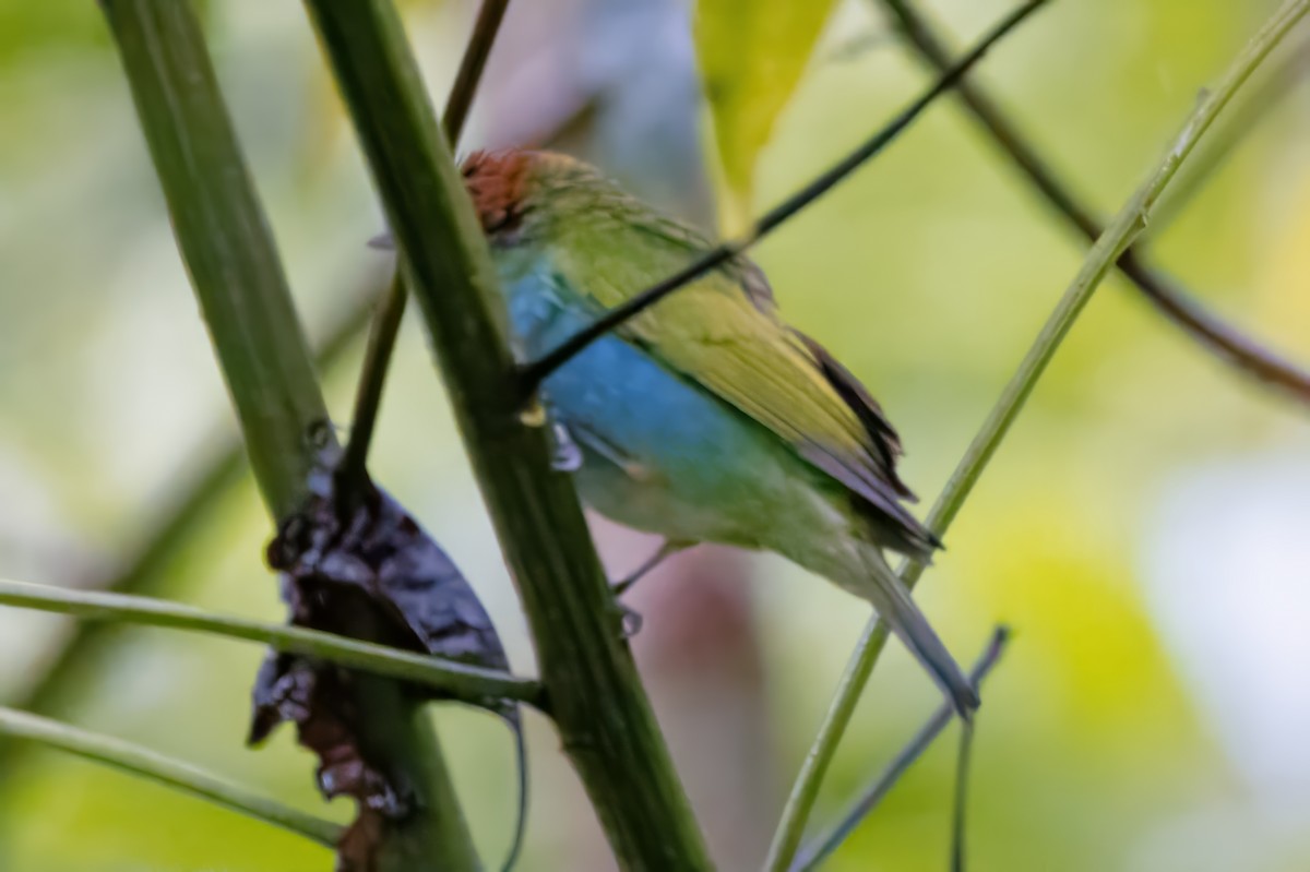 Bay-headed Tanager - ML616652028