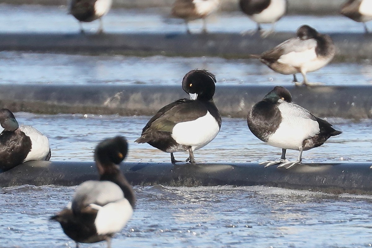 Tufted Duck - ML616652125
