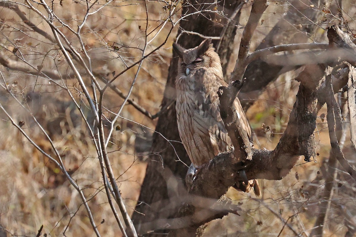 Dusky Eagle-Owl - ML616652188