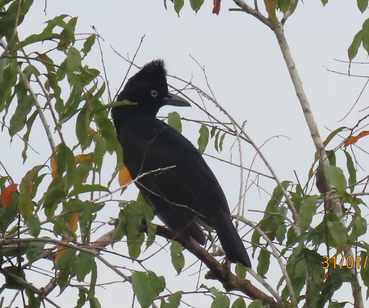 Amazonian Umbrellabird - ML616652315