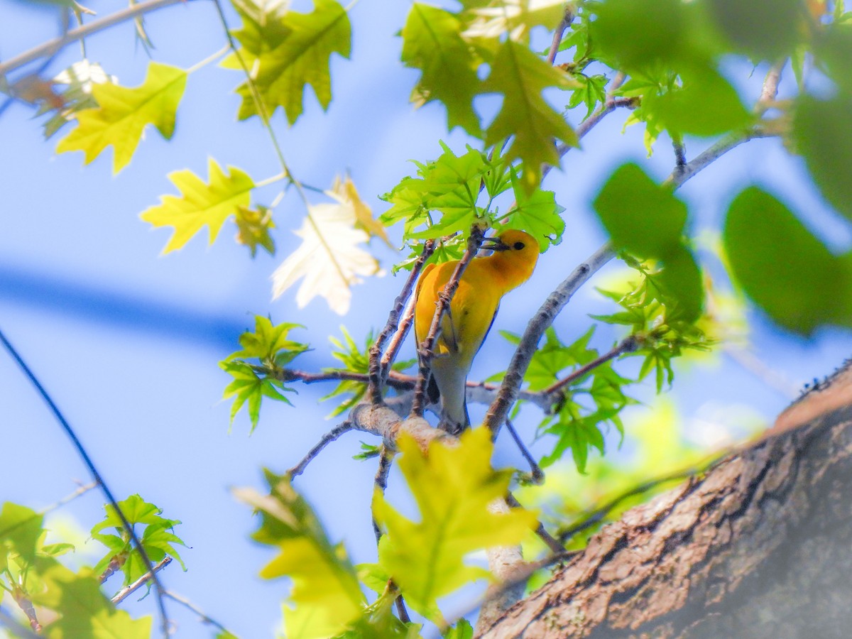 Prothonotary Warbler - ML616652346