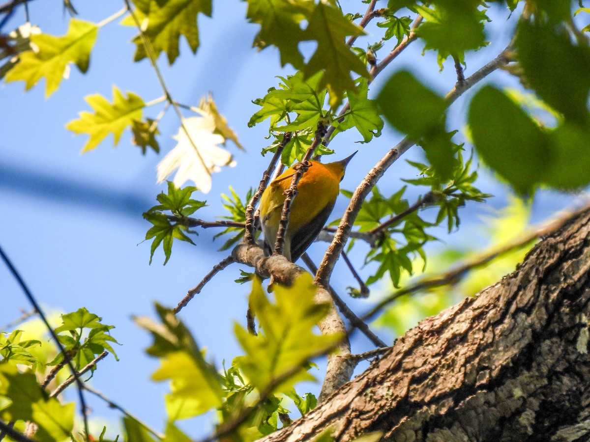 Prothonotary Warbler - ML616652347