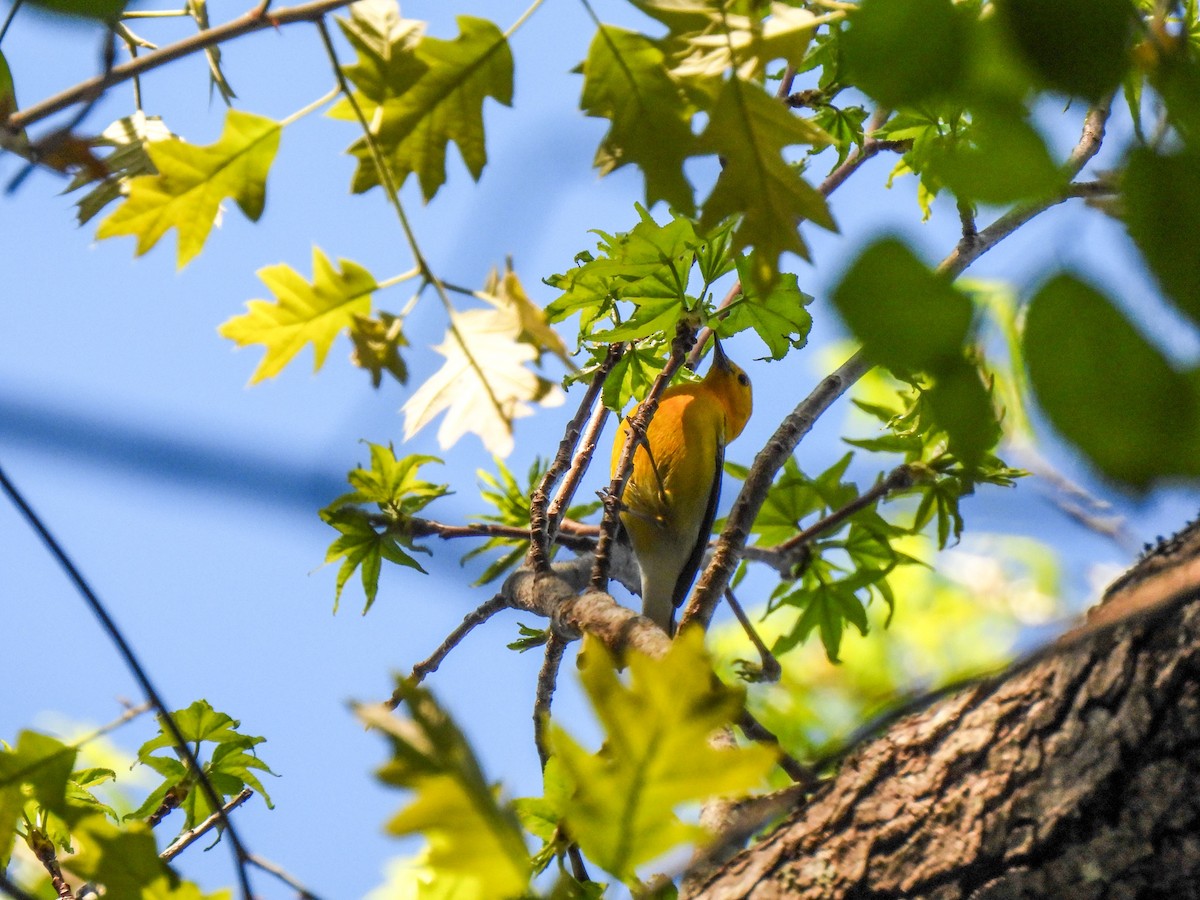 Prothonotary Warbler - ML616652348