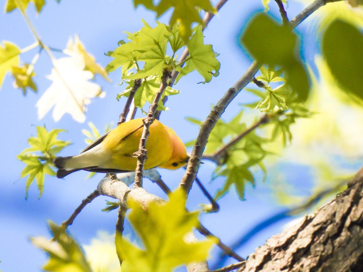 Prothonotary Warbler - ML616652349