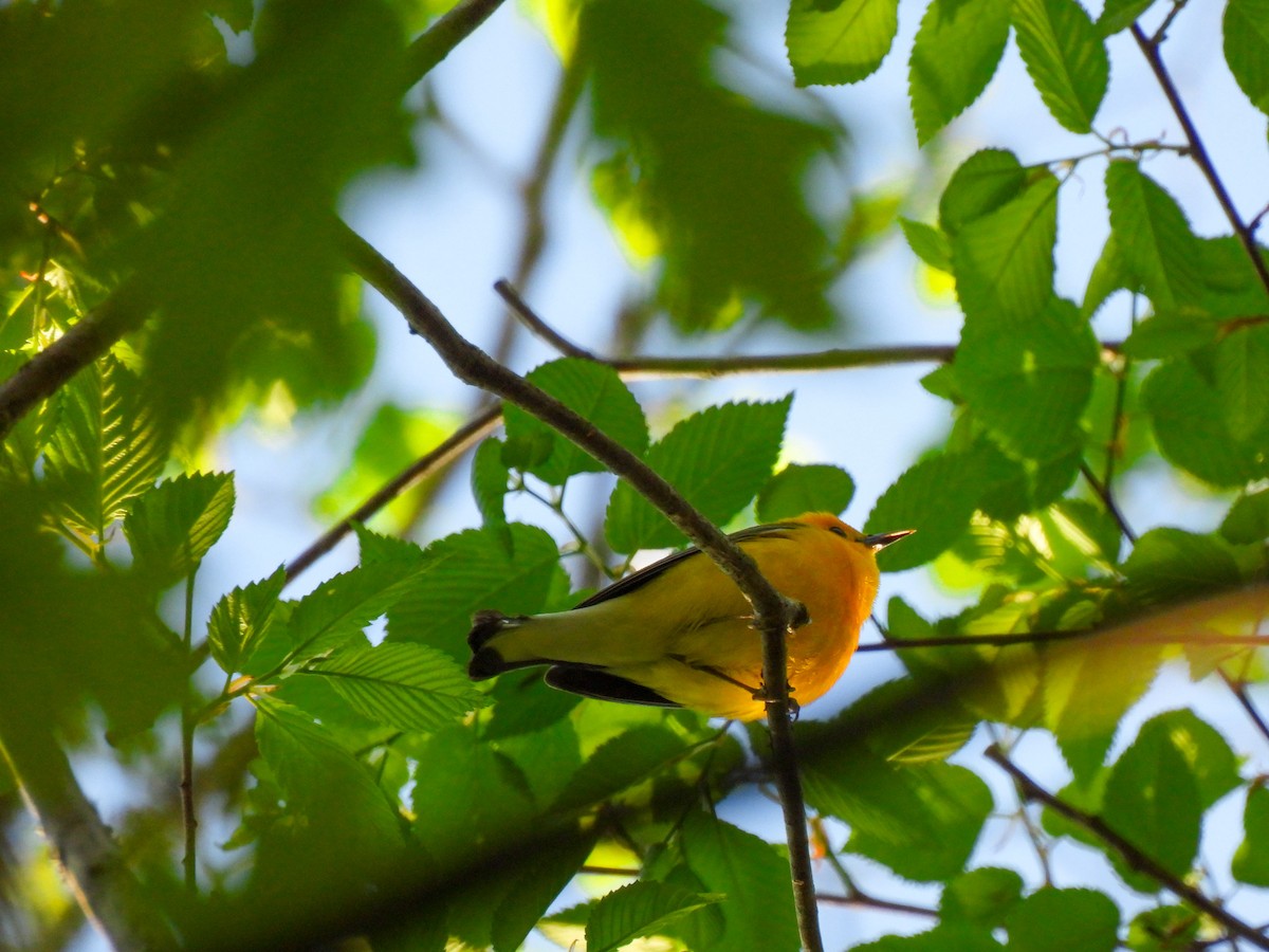 Prothonotary Warbler - ML616652351