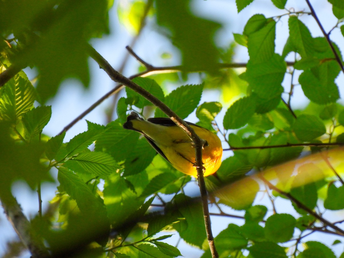 Prothonotary Warbler - ML616652352
