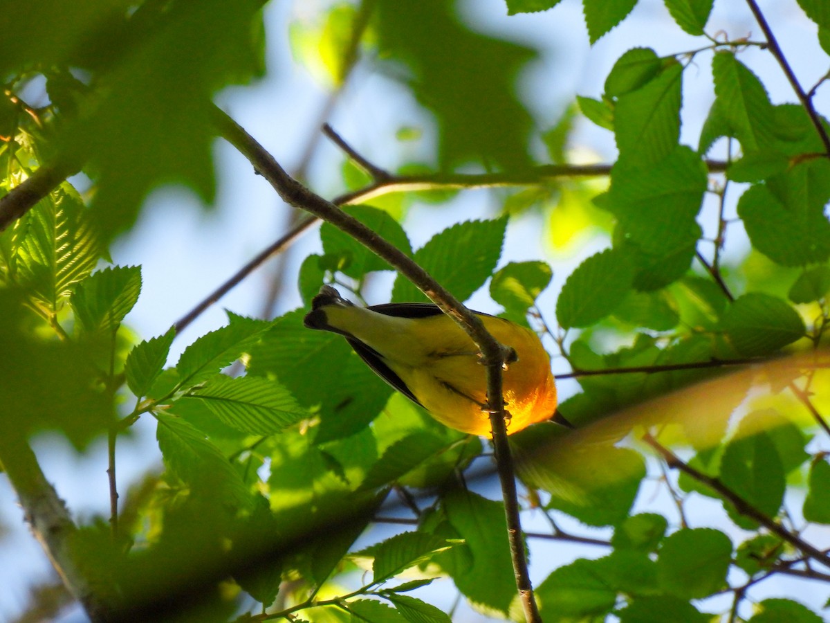 Prothonotary Warbler - ML616652353