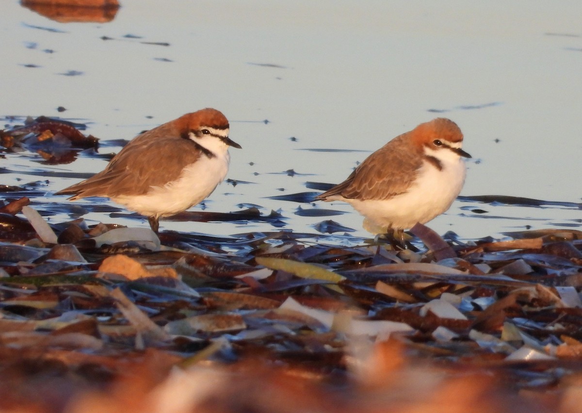 Red-capped Plover - ML616652623