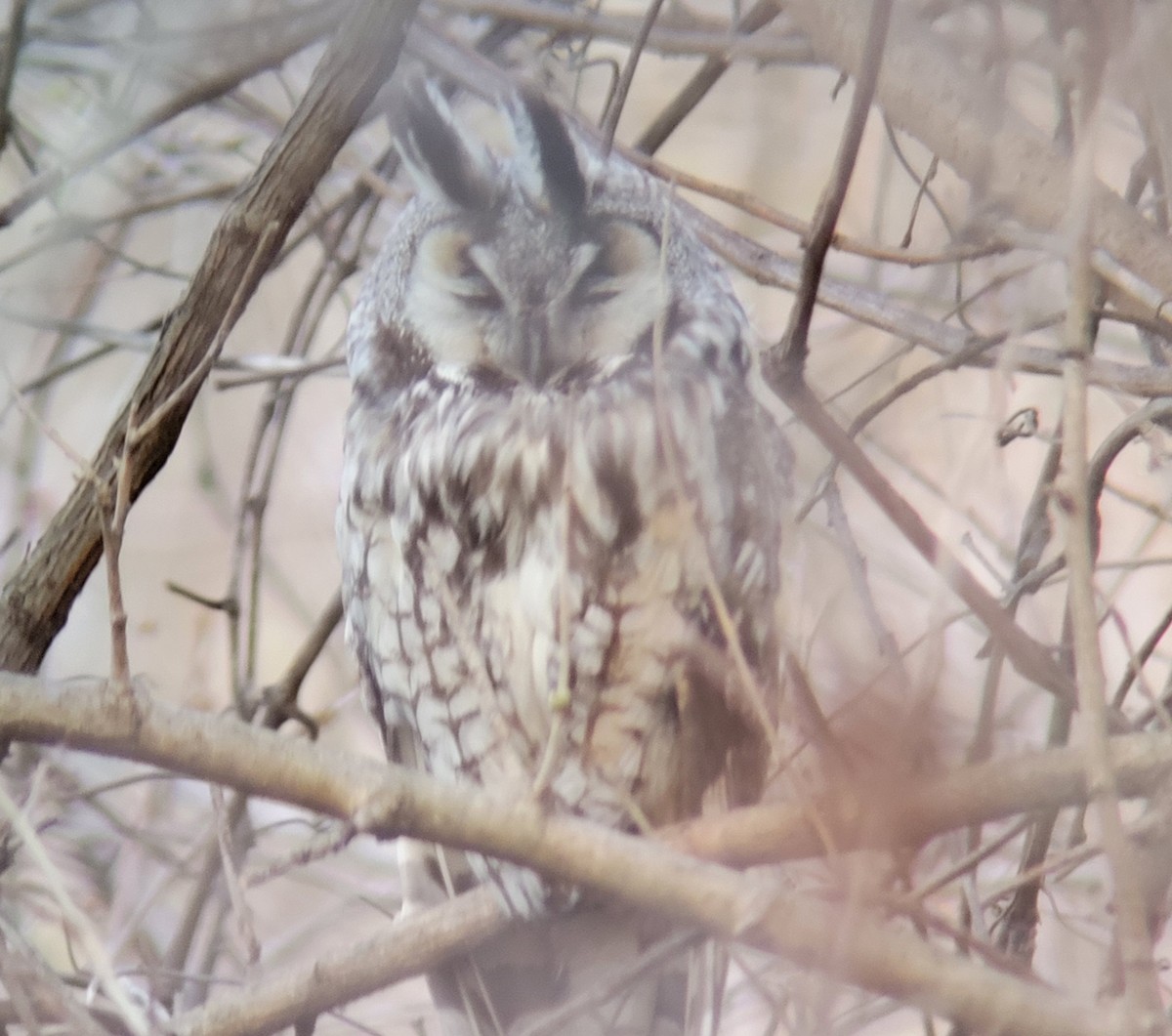 Long-eared Owl - ML616652653