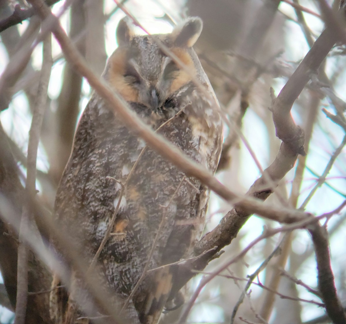 Long-eared Owl - ML616652655