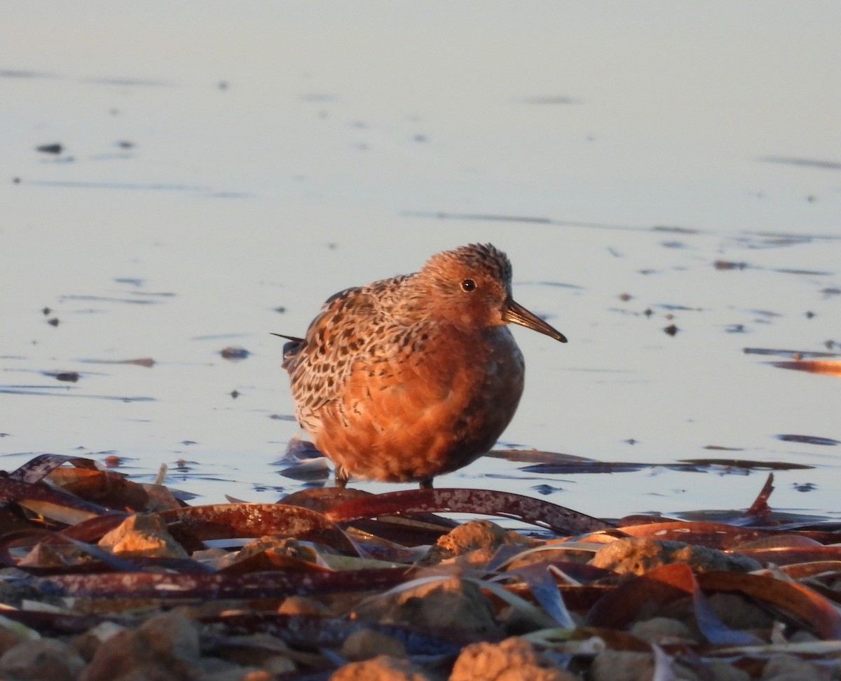 Red Knot - ML616652663
