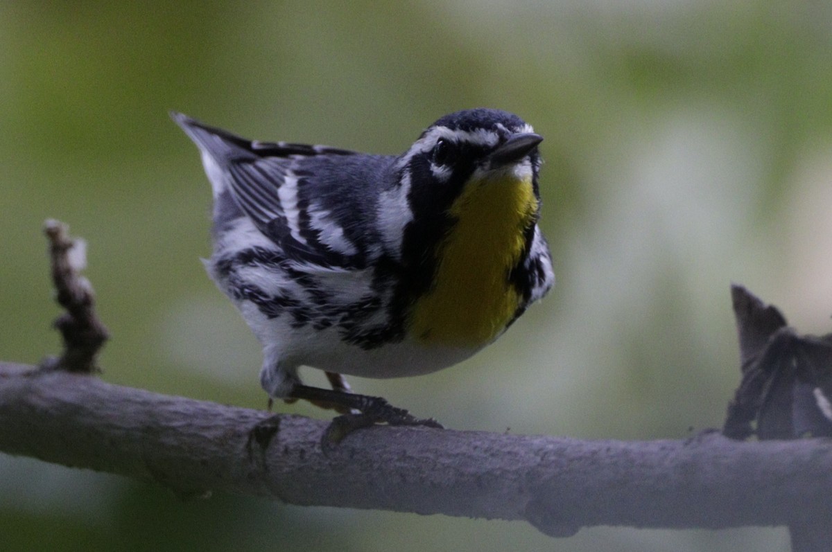 Yellow-throated Warbler - ML616652682