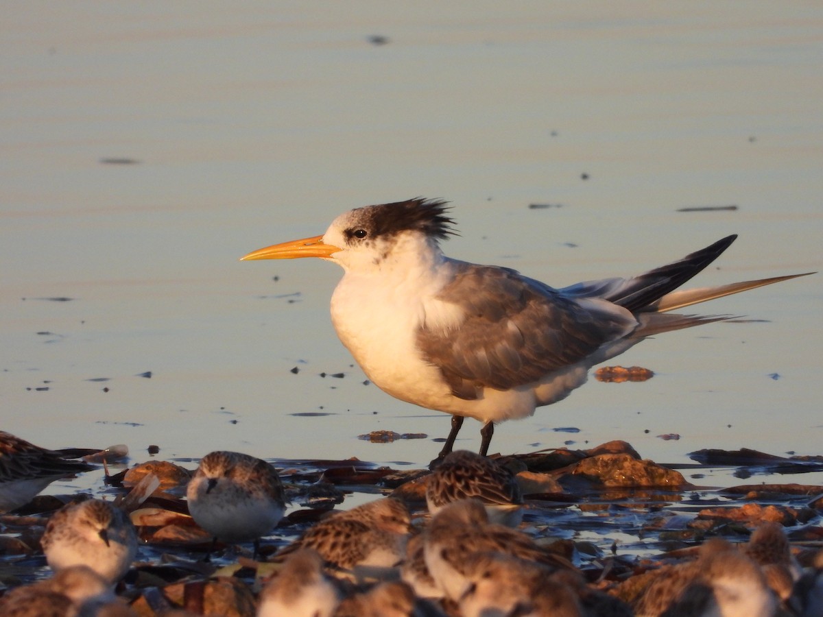 Great Crested Tern - ML616652760