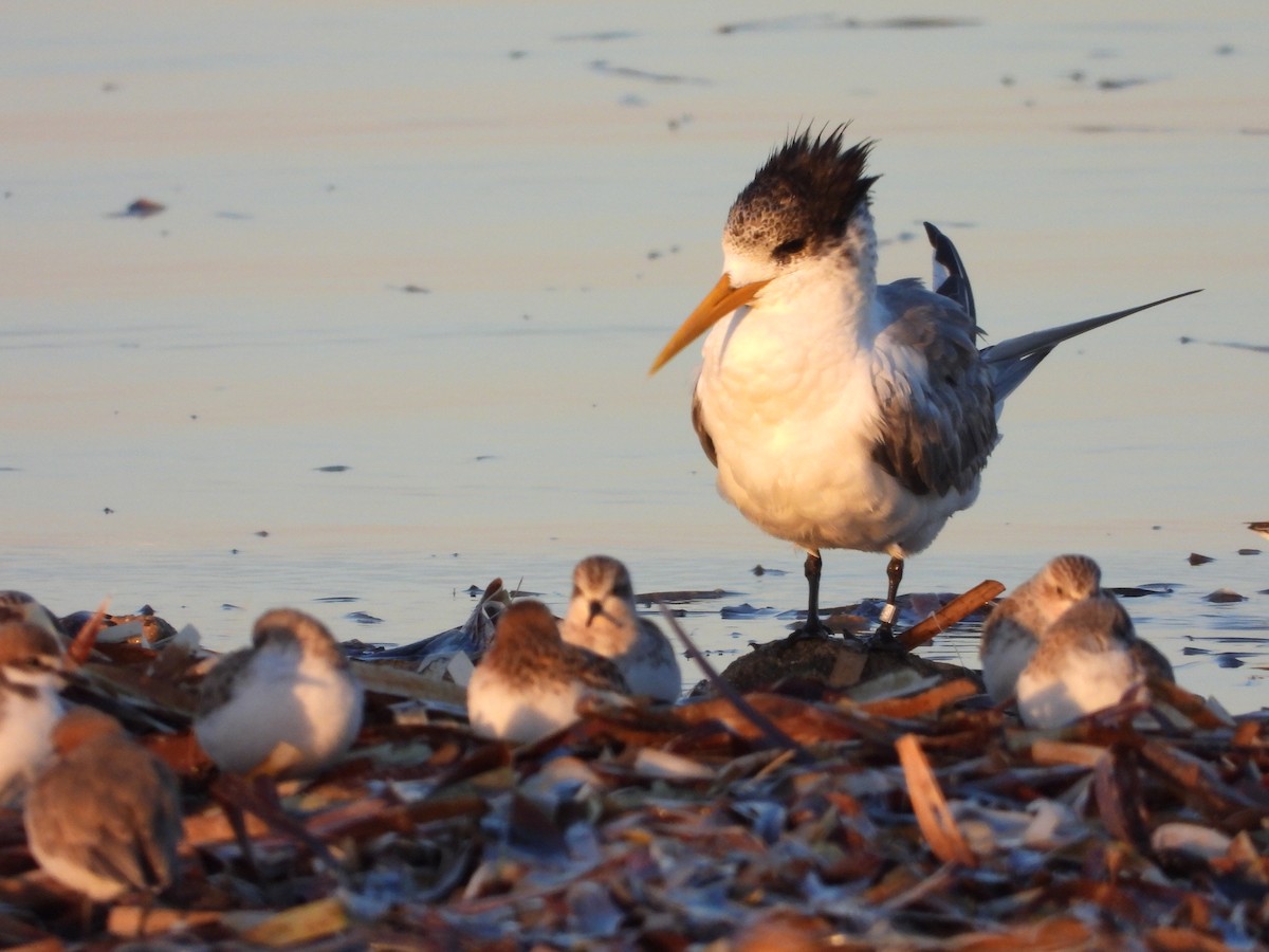 Great Crested Tern - ML616652761