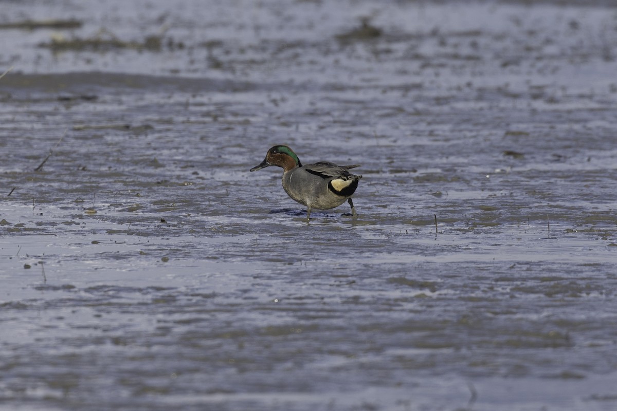 Green-winged Teal - ML616652784