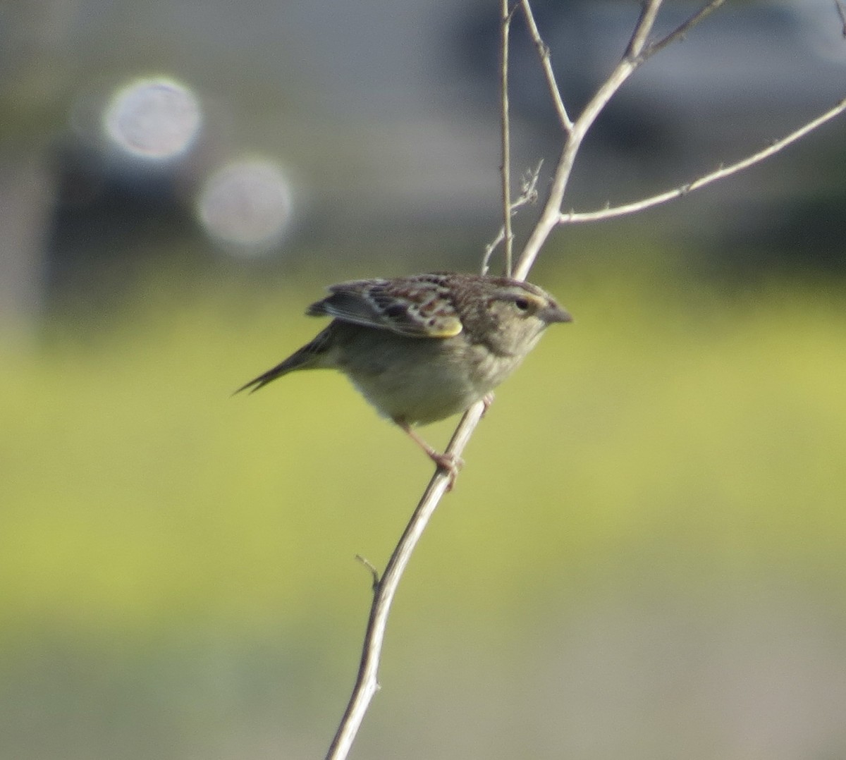 Grasshopper Sparrow - ML616652845