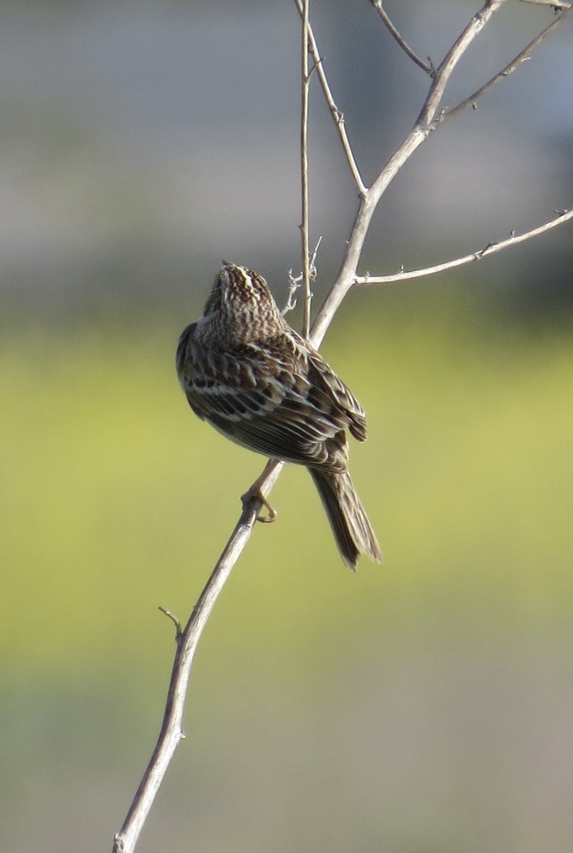 Grasshopper Sparrow - ML616652857