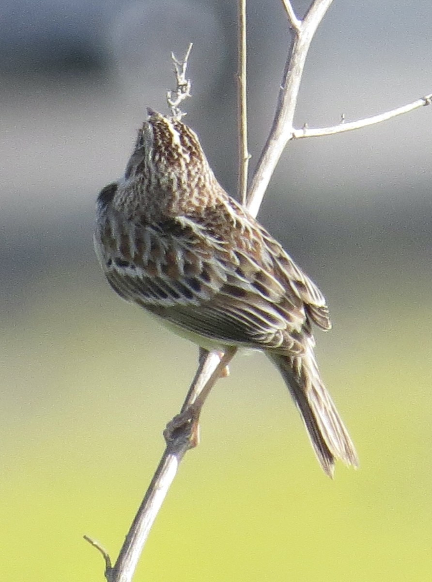 Grasshopper Sparrow - ML616652869