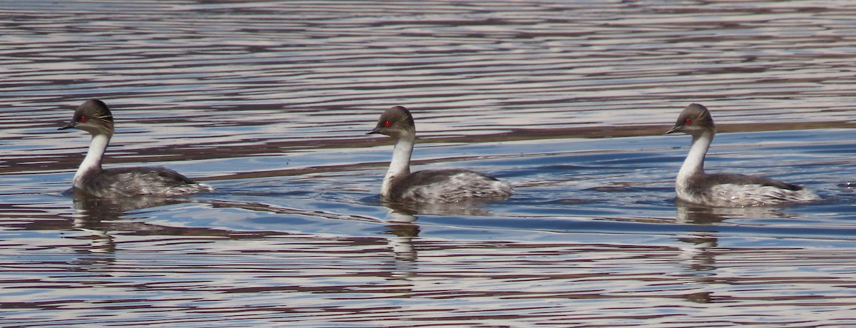 Silvery Grebe (Andean) - ML616652942