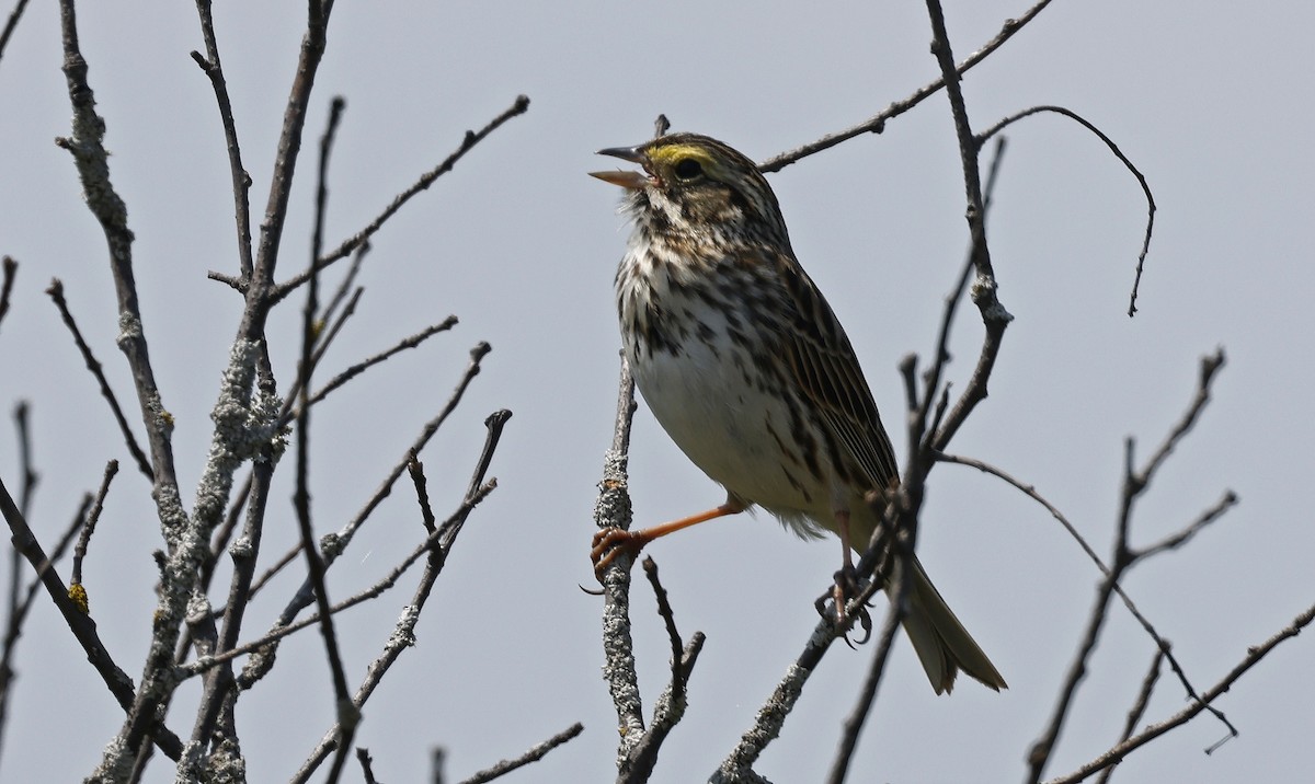 Savannah Sparrow - ML616653150