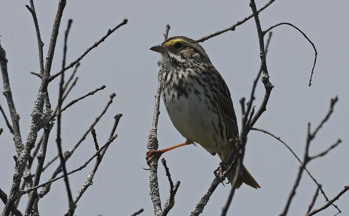 Savannah Sparrow - ML616653152
