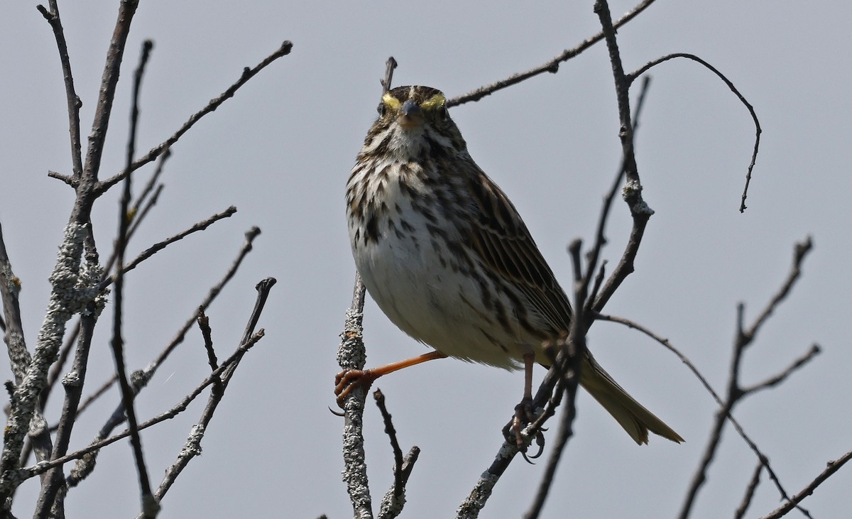 Savannah Sparrow - Paul Chapman