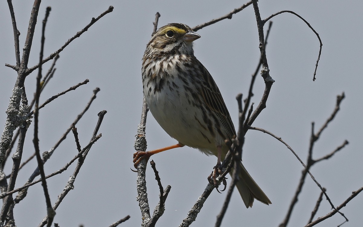 Savannah Sparrow - ML616653156
