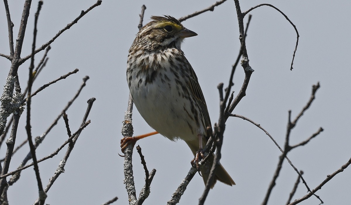 Savannah Sparrow - ML616653163