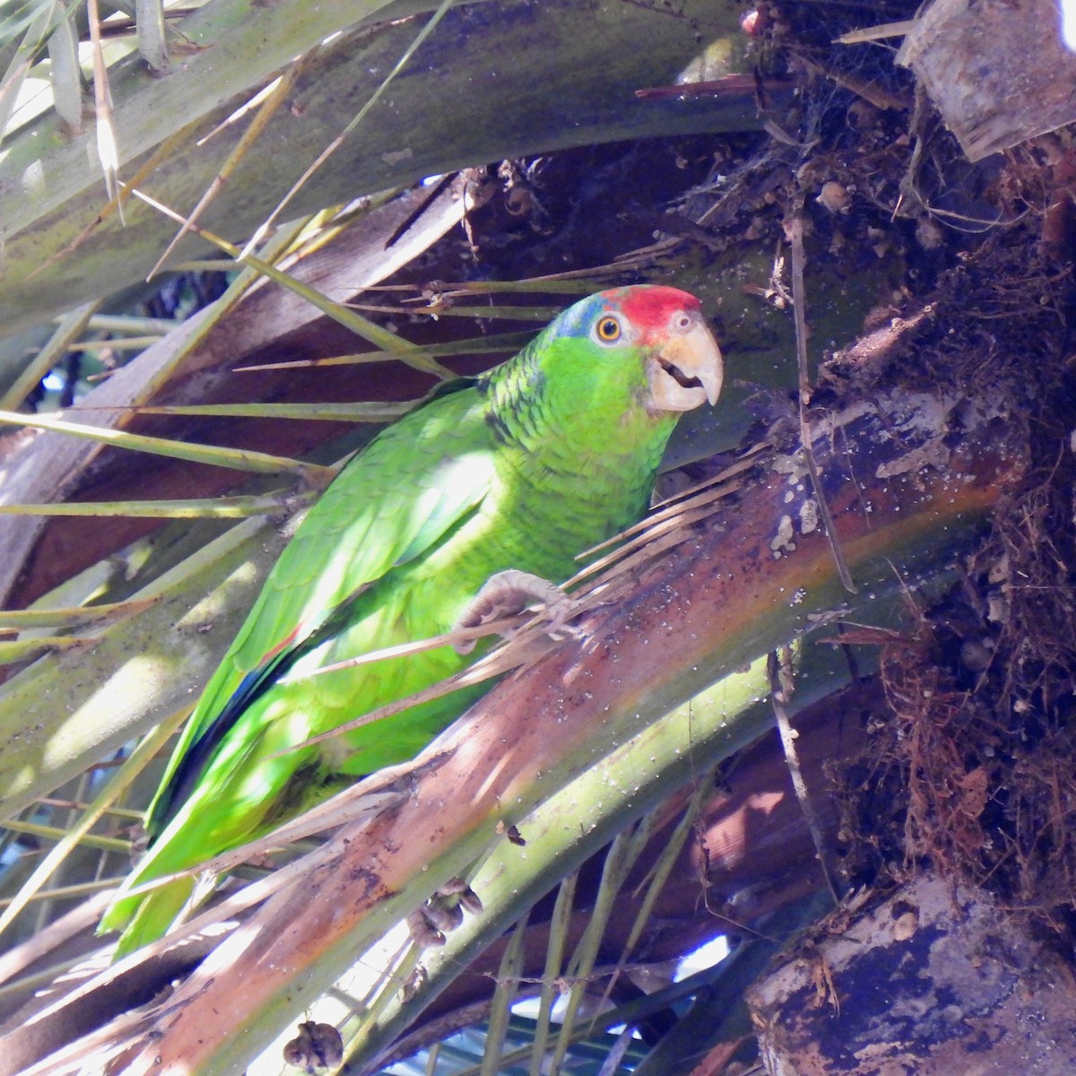 Red-crowned Parrot - ML616653170