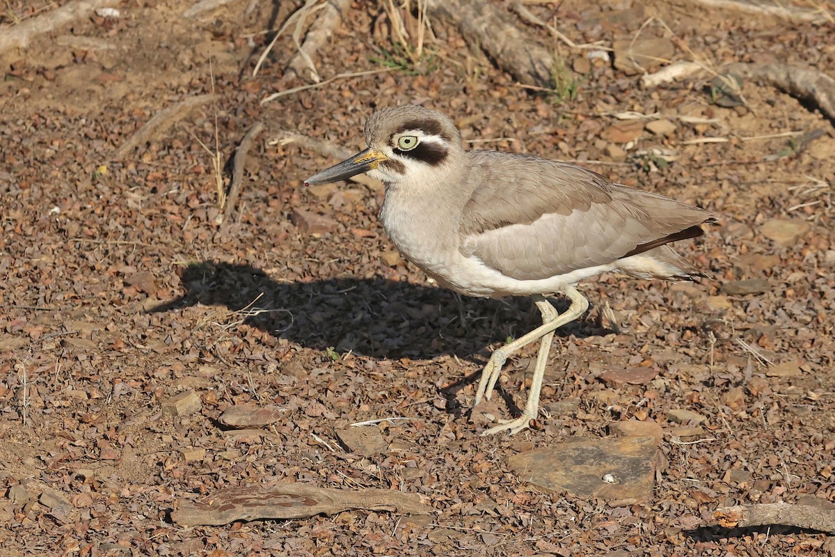 Great Thick-knee - ML616653420