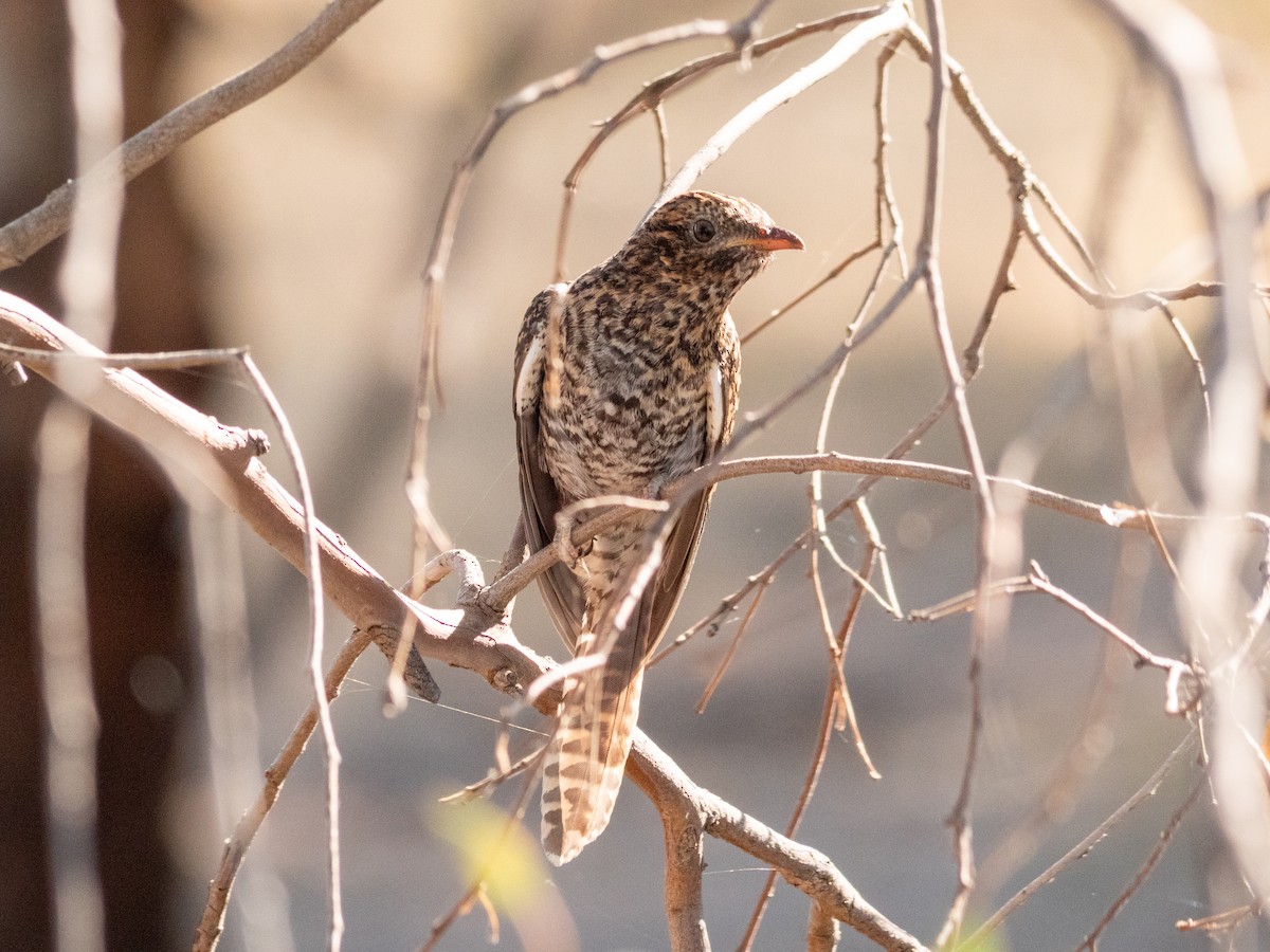 Brush Cuckoo (Australasian) - ML616653667
