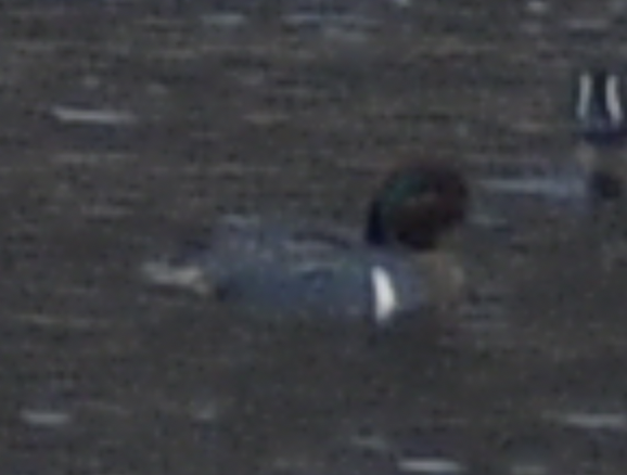 Green-winged Teal - ML616653676