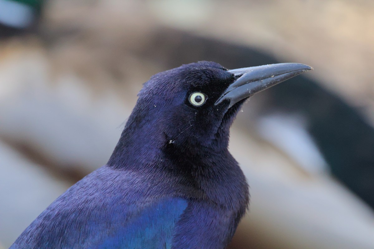 Great-tailed Grackle - ML616653824
