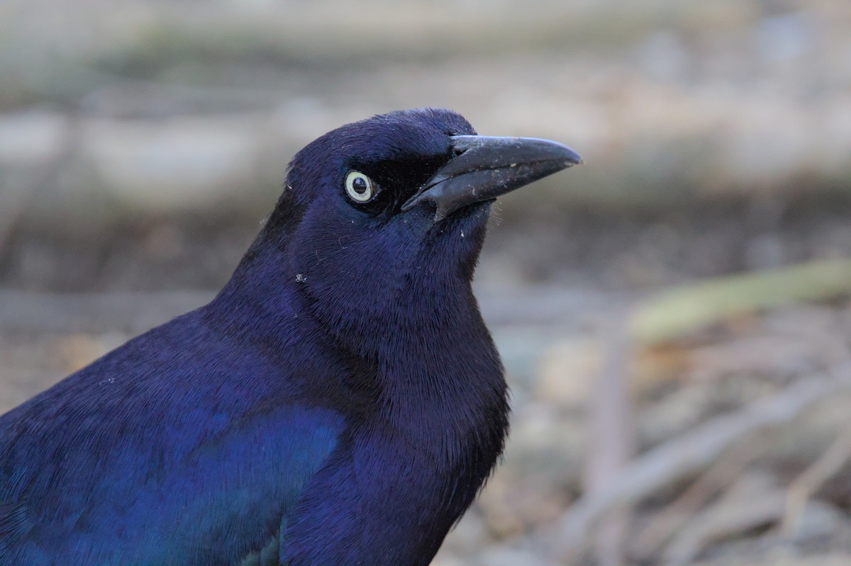 Great-tailed Grackle - ML616653825