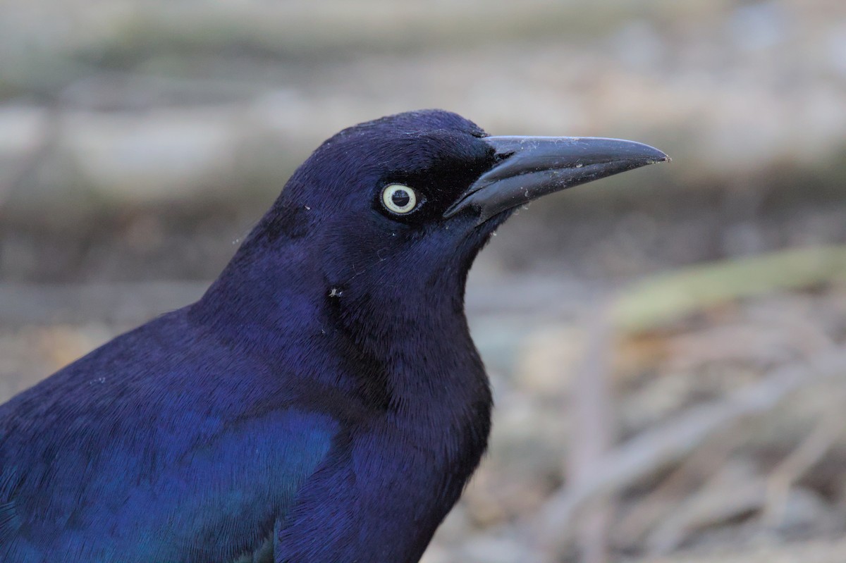 Great-tailed Grackle - ML616653826