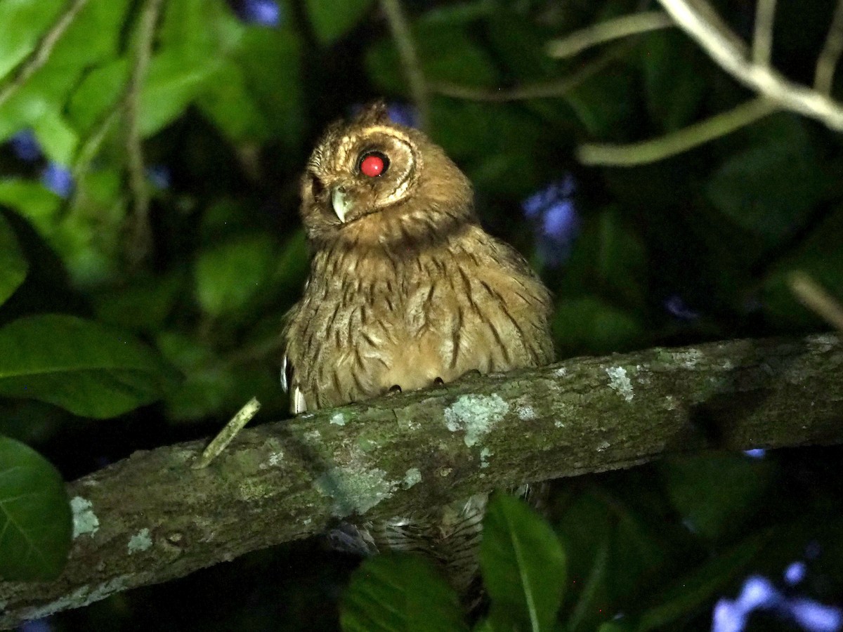 Jamaican Owl - Marshall Dahl