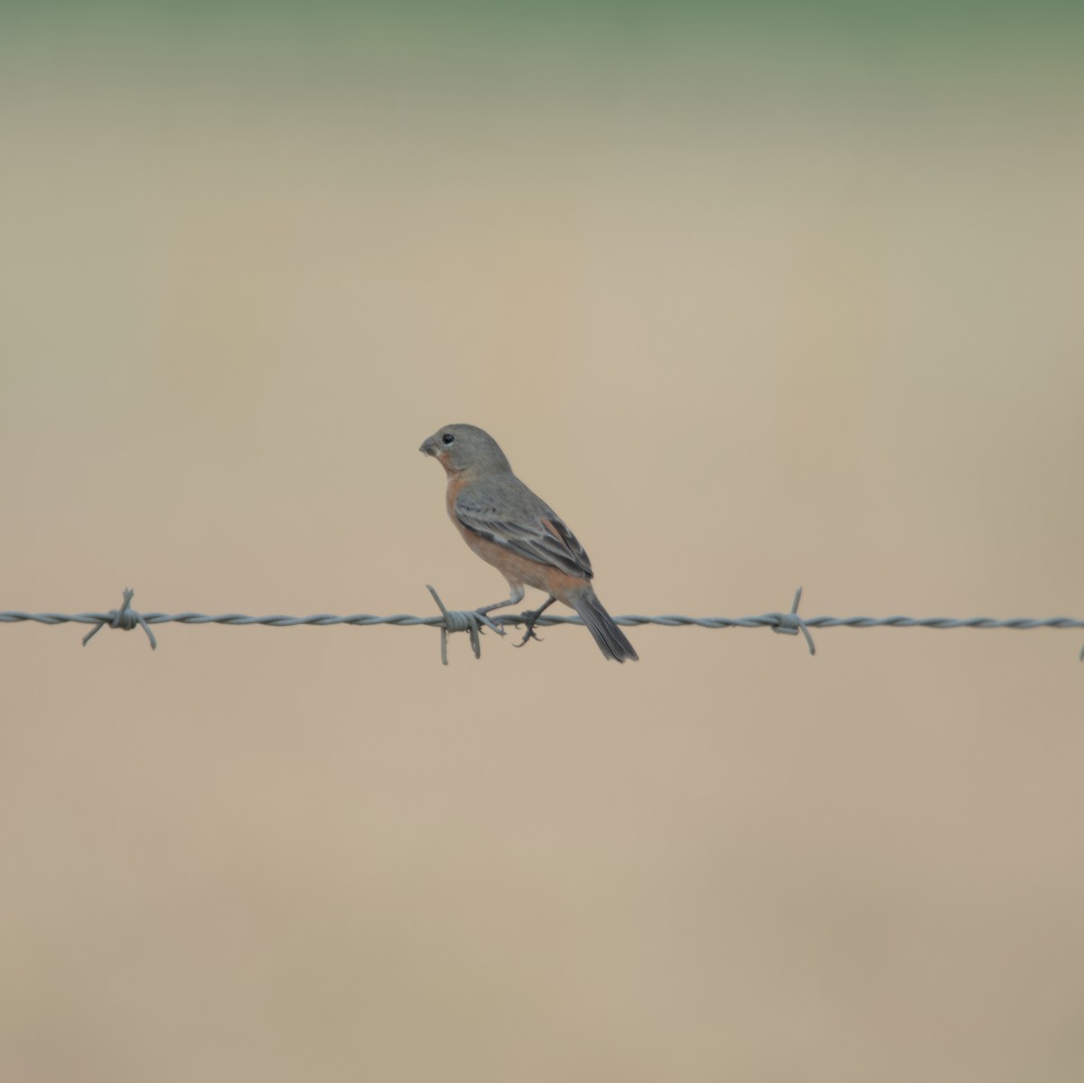 Ruddy-breasted Seedeater - ML616653920