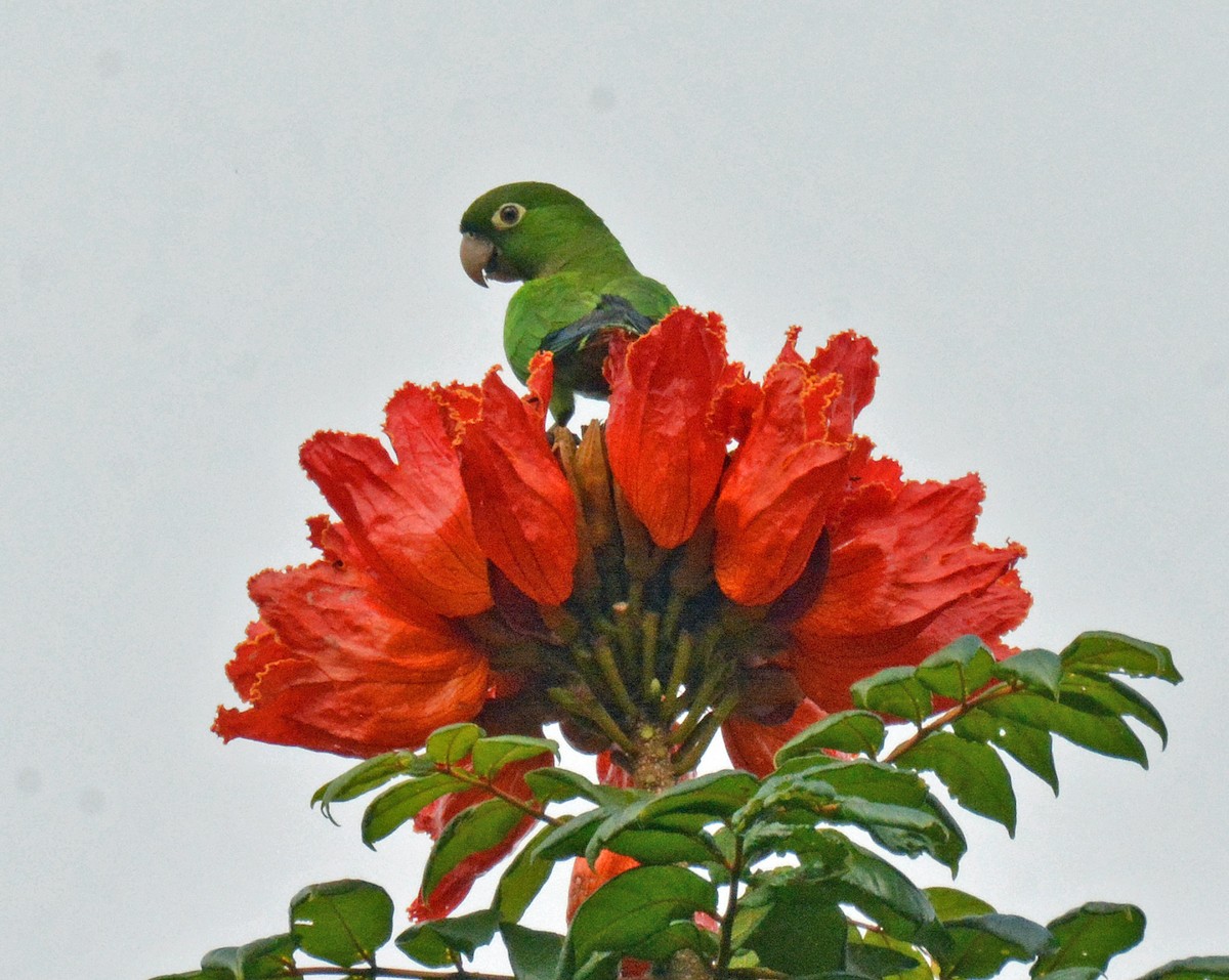 Olive-throated Parakeet (Jamaican) - ML616653926