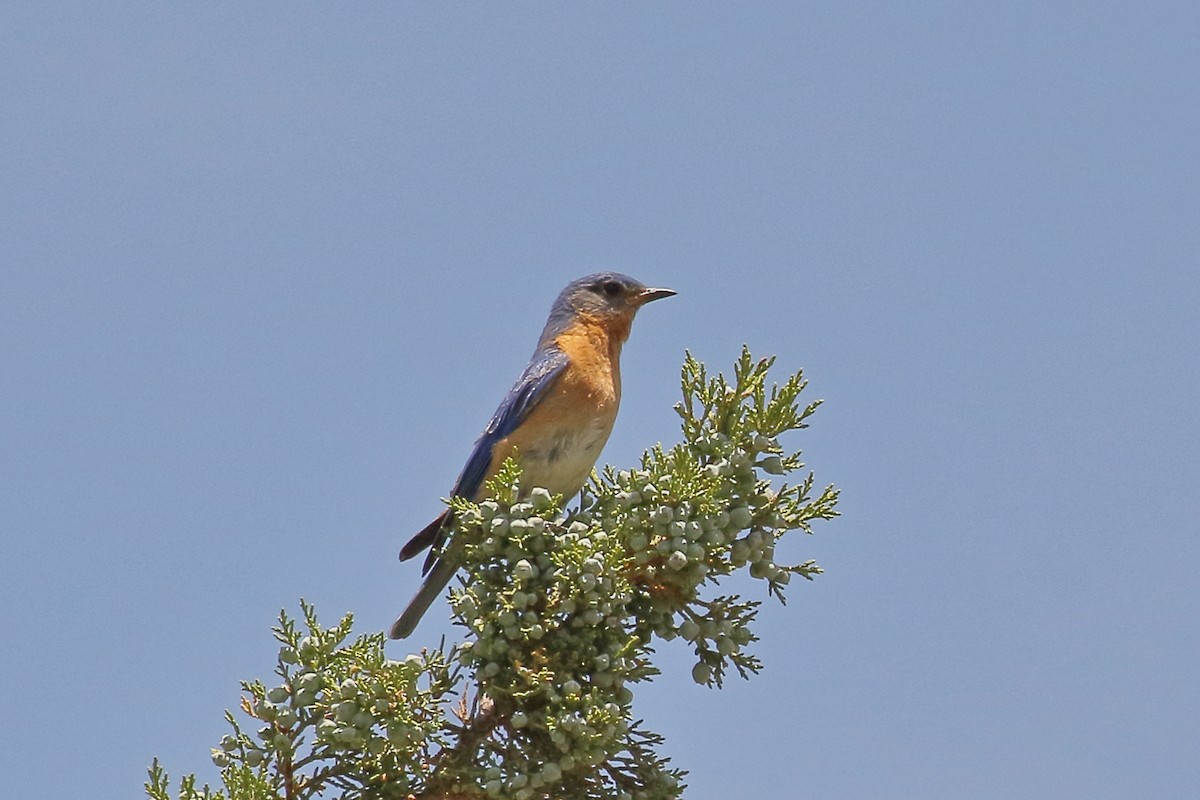 Eastern Bluebird (Mexican) - ML616653993