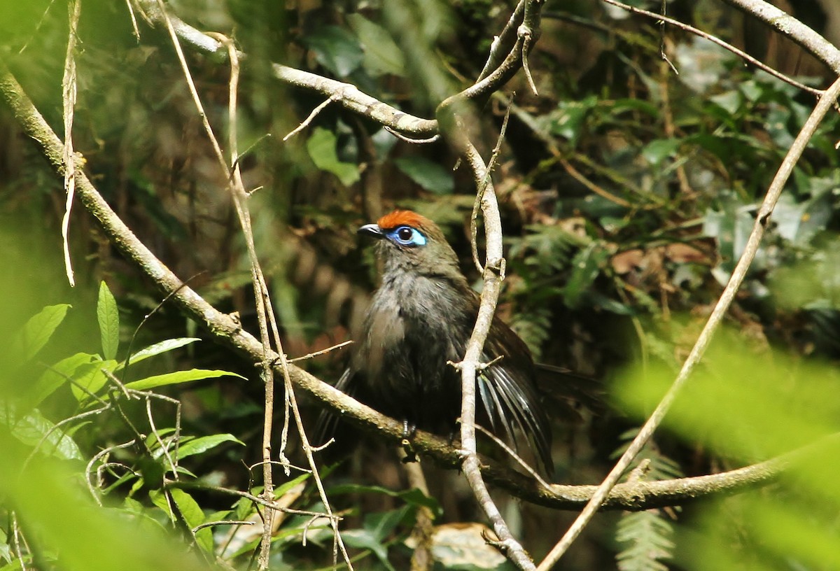 Red-fronted Coua - ML616654140