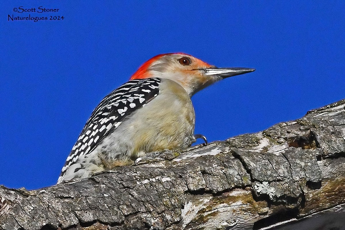 Red-bellied Woodpecker - Scott Stoner