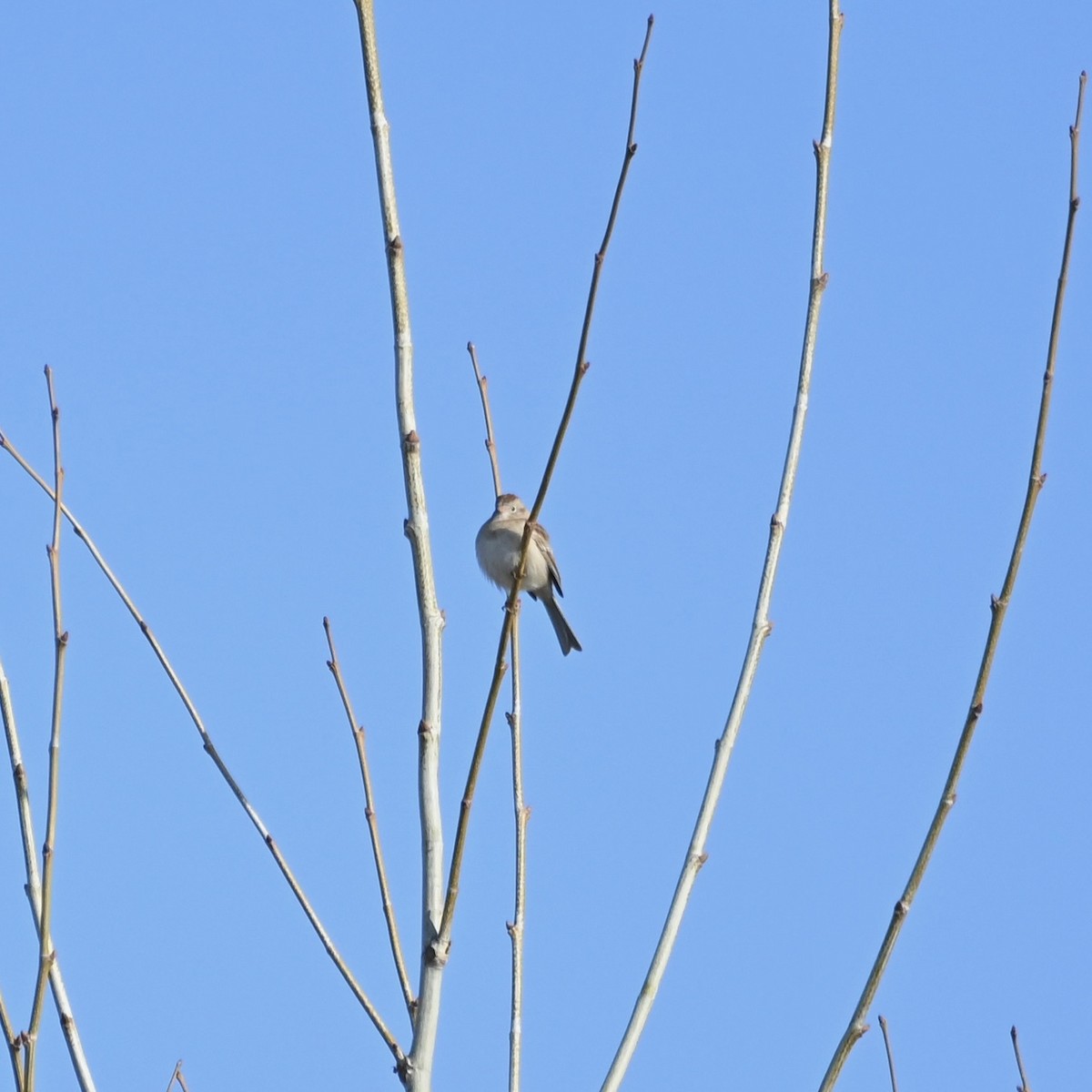 Field Sparrow - Justin Riley