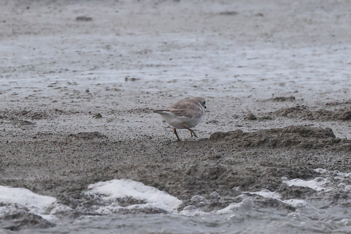 Piping Plover - ML616654378