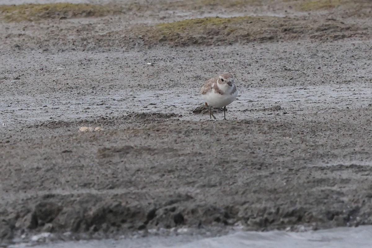 Piping Plover - ML616654379