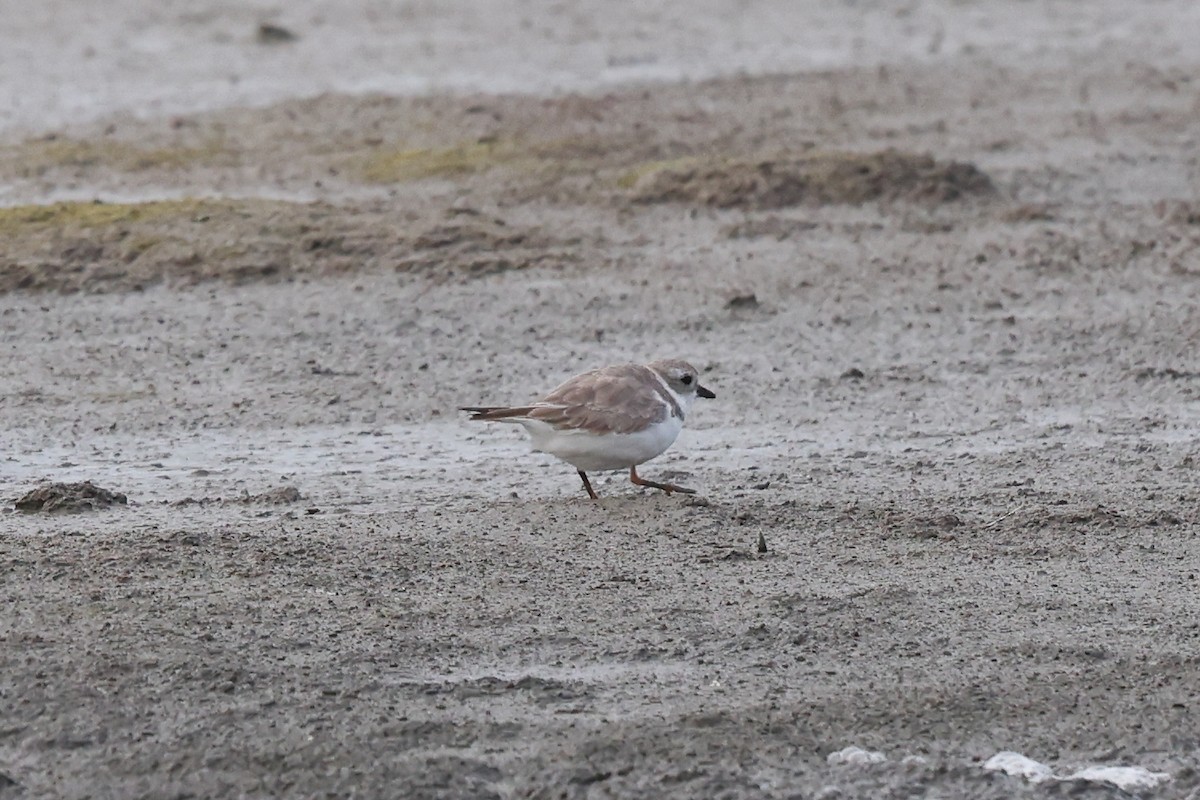 Piping Plover - ML616654380