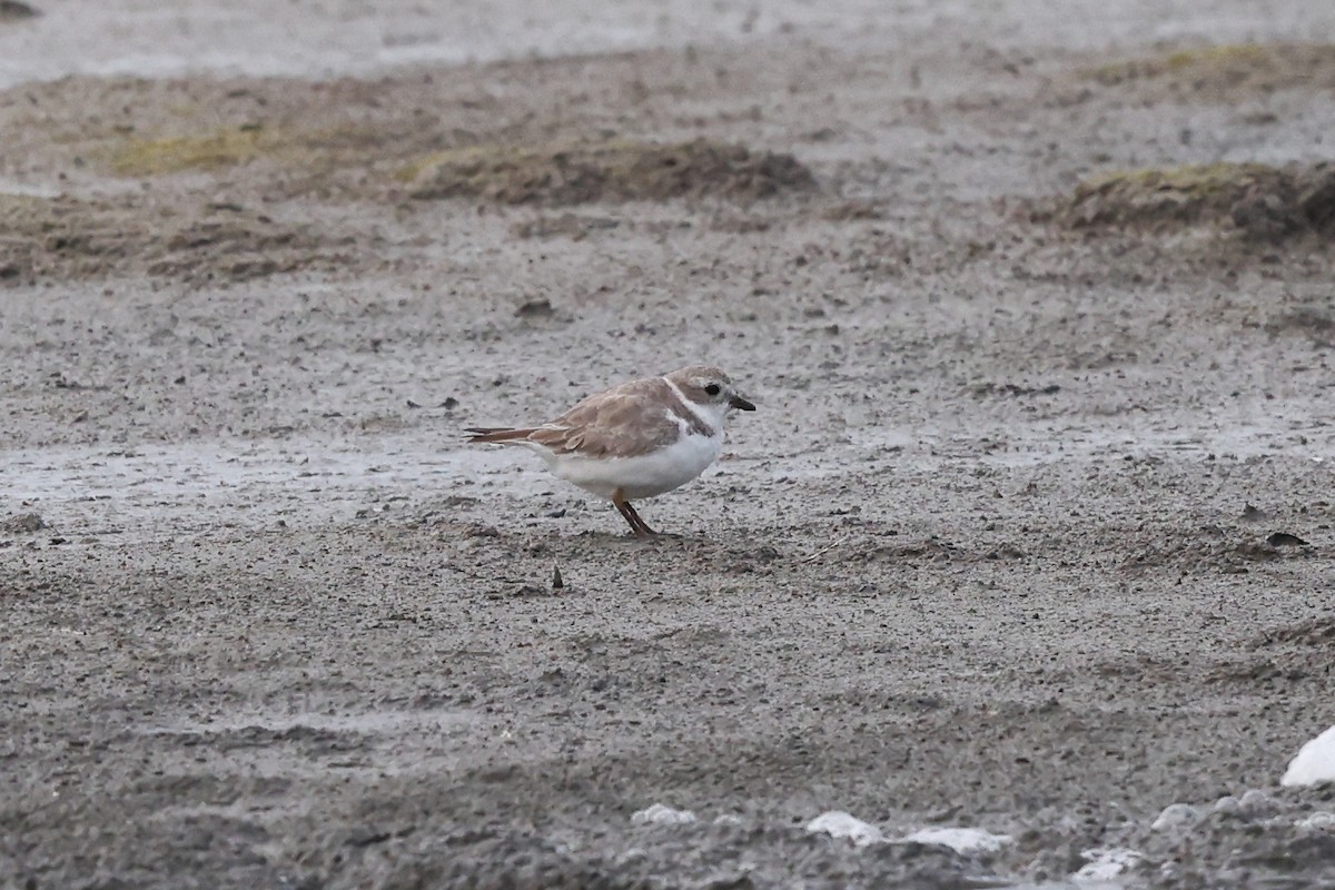 Piping Plover - ML616654381